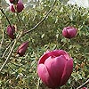 Magnolia - Black Tulip