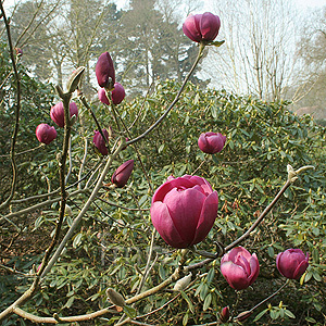 Magnolia 'Black Tulip' - Magnolia