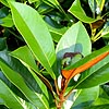 Magnolia Grandiflora