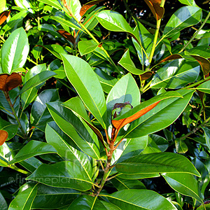 Magnolia Grandiflora - Evergreen Magnolia