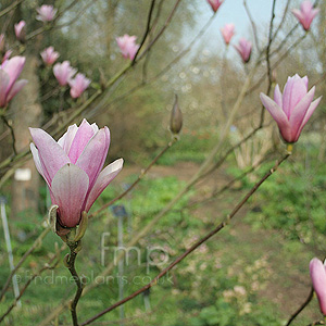 Magnolia 'Heaven Scent' - Magnolia