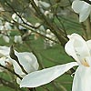 Magnolia Kewensis