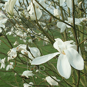Magnolia Kewensis - Magnolia