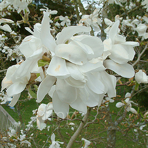 Magnolia Kobus - Magnolia