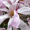 Magnolia X Loebneri - Leonard Messel