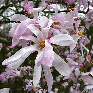 Magnolia X Loebneri 'Leonard Messel' - Lily Tree