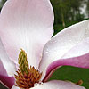 Magnolia Soulangiana - Rustica Rubra