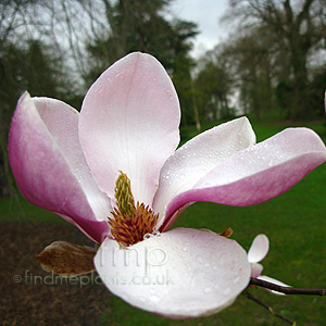Magnolia Soulangiana 'Rustica Rubra' - Magnolia