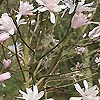 Magnolia Stellata - Jane Platt