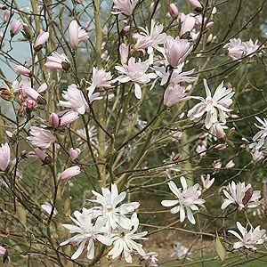 Magnolia Stellata 'Jane Platt' - Magnolia