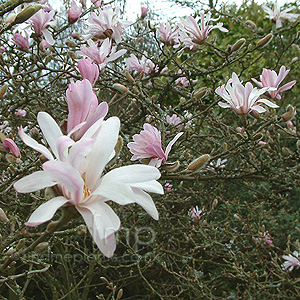 Magnolia Stellata 'Rosea'