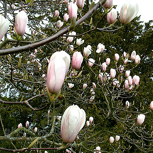 Magnolia X Veitchii - Magnolia