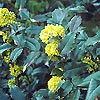 Mahonia Aquifolium