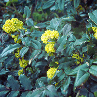 Mahonia Aquifolium - Oregon Grape