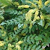 Mahonia X Intermedia - Charity