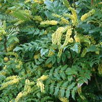 Mahonia X Intermedia