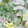 Mahonia Repens - Rotundifolia