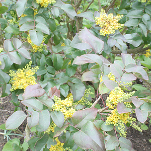 Mahonia Repens 'Rotundifolia'