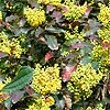 Mahonia Aquifolium - Apollo