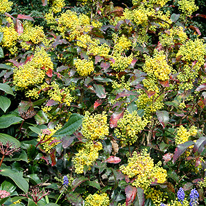 Mahonia Aquifolium 'Apollo' - Mahonia