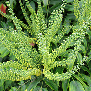 Mahonia X Media 'Buckland' - Mahonia