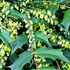 Mahonia Japonica