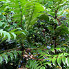 Mahonia Lomariifolia