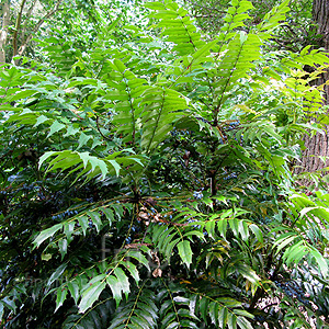 Mahonia Lomariifolia - Mahonia