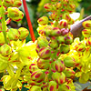 Mahonia Nervosa