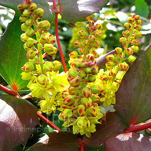 Mahonia Nervosa - Mahonia