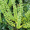 Mahonia X Media - Winter Sun