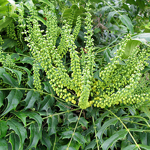 Mahonia X Media 'Winter Sun' - Mahonia