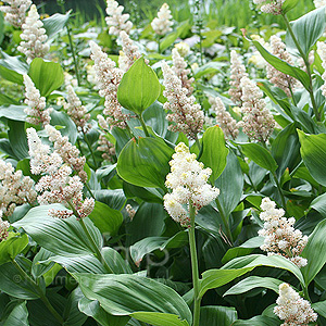 Maianthemum Racemosum