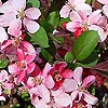 Malus - Pink Princess