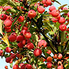 Malus - Adirondack