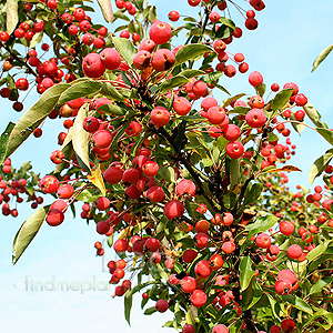 Malus 'Adirondack' - Crab Apple