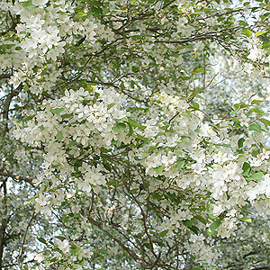 Malus Baccata - Ornamental Crab Apple