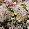 Malus Floribunda - Profusion