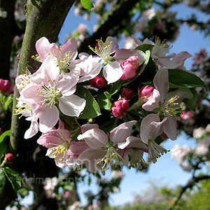 Malus X Zumi 'Golden Hornet' - Flowering Crab, Malus