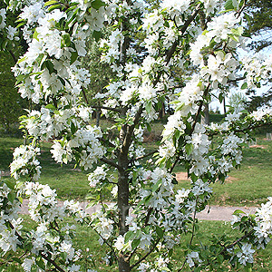 Malus 'John Downie' - Crab Apple, Malus