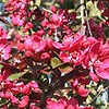 Malus X Purpurea - Lemoinei