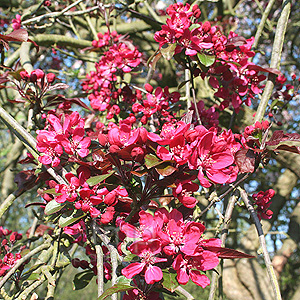 Malus X Purpurea Lemoinei - Purple Crab Apple