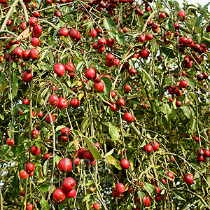 Malus X Gloriosa 'Oekonomierat Echtermeyer' - Weeping Crab Apple