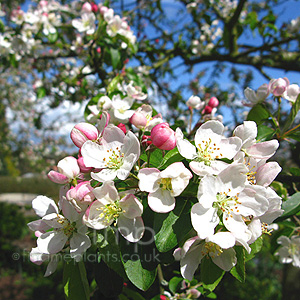 Malus X Zumi 'Professor Spienger' - Flowering Crab, Malus