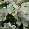 Malus Robusta - Red Sentinel