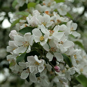 Malus Robusta 'Red Sentinel' - Crab Apple, Malus