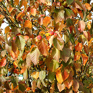 Malus Tschonoskii - Pillar Apple, Malus