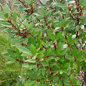 Maytenus Masellanica - Magelllans Mayten, Maytenus