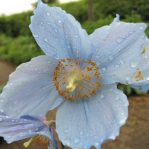 Meconopsis Betonicifolia - Blue Poppy