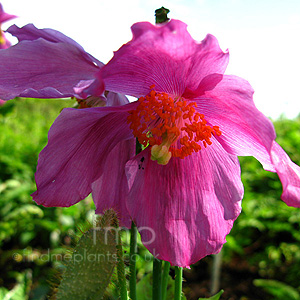 Meconopsis Betonicifolia Pink Form